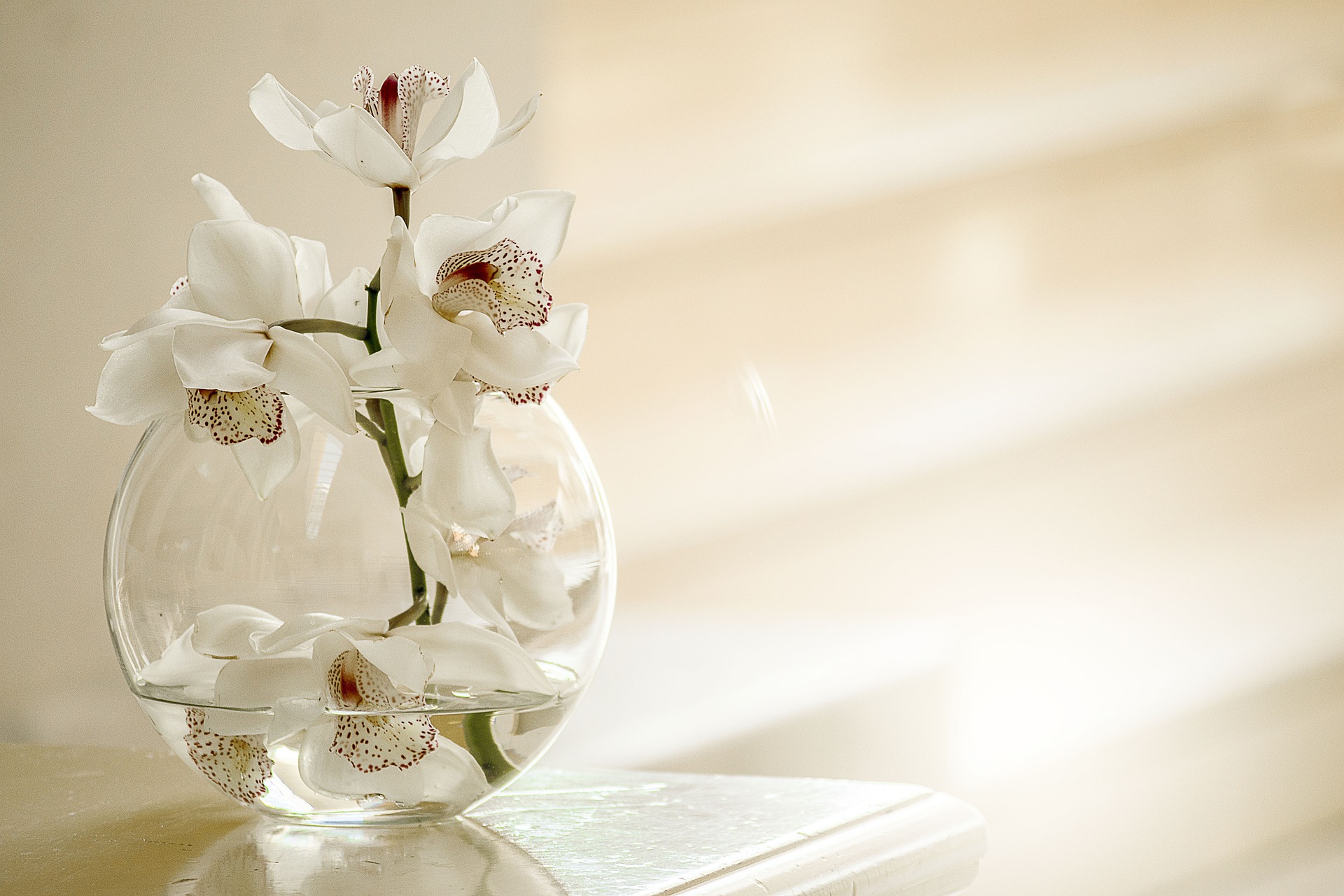 Orchidées blanches dans un vase en verre, ambiance douce et sereine du cabinet
